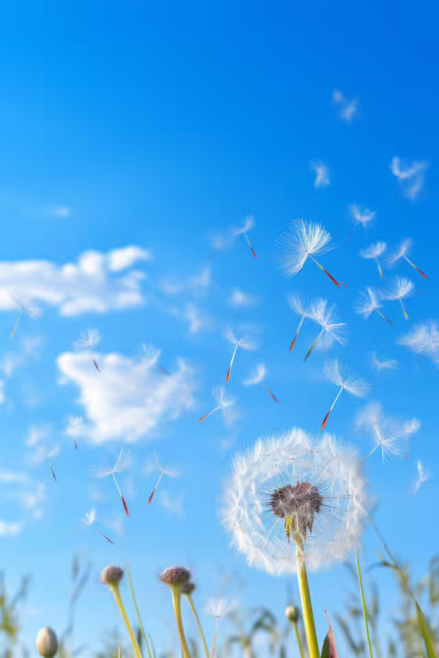 Löwenzahn-Samen, die im Wind wehen Löwenzahn-Samen, die im Wind wehen